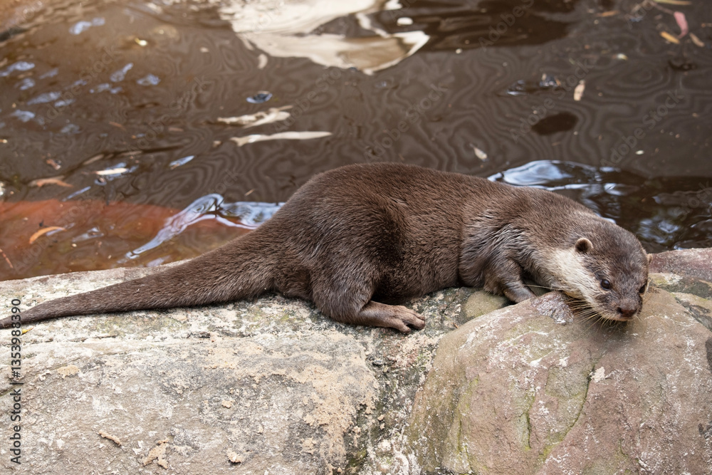 he small clawed otter is looking over the edge of the rock he small clawed otter is looking over the edge of the rock