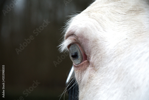Close up of a blue-eyed horse