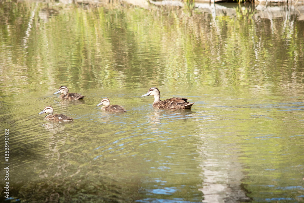 the Pacific black duck is swimming with her 3 ducklings the Pacific black duck is swimming with her 3 ducklings