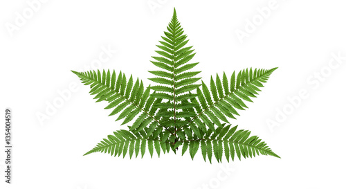 Green Fern Leaf PNG