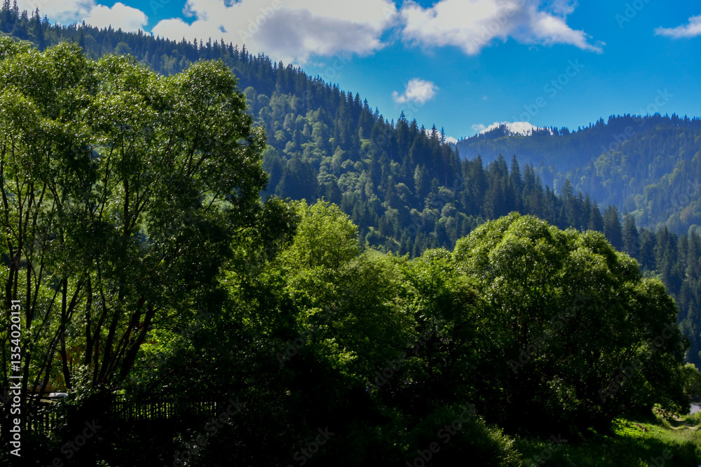 Fototapeta premium forest in the mountains