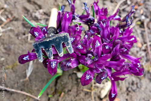 Iris Reticulata Pauline of Dark Magenta color, and small rake. Garden work concept. Shallow depth of field. Top view.