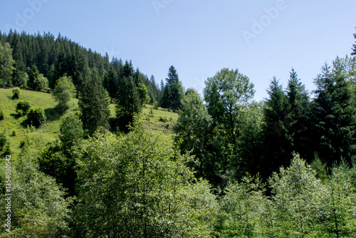 forest in the mountains