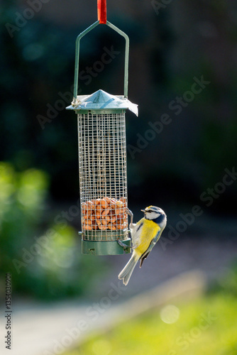 mésange bleue sur une mangeoire