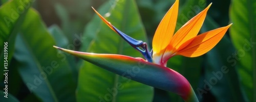 Exotic bird of paradise flower in bloom, bird of paradise flower, exotic flowers