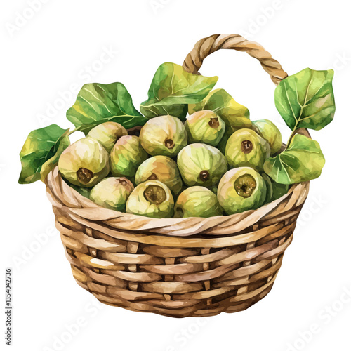 Sycamore Fig Basket, watercolor vector, isolated on a white background.