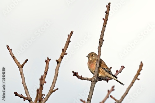 Common Linnet (Linaria cannabina), Greece