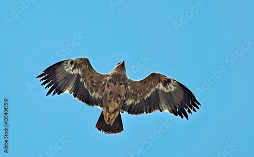 Steppe eagle (Aquila nipalensis), Crete