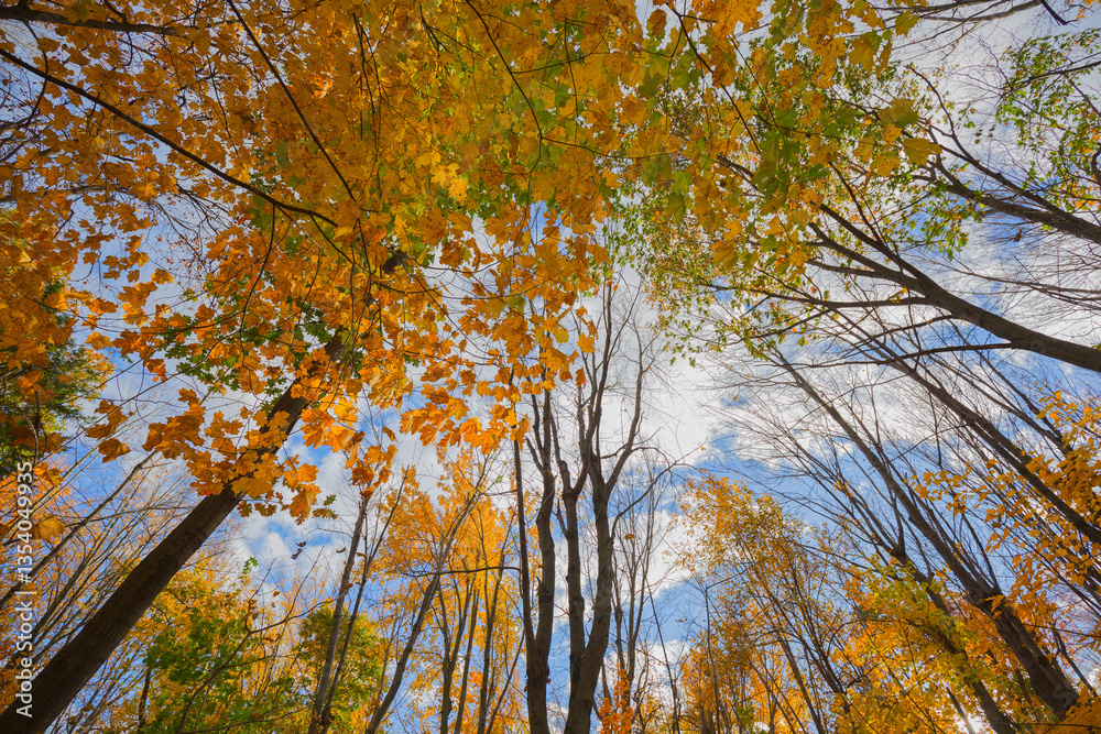 Fototapeta premium Fall season at Mount Royal, Montreal, Canada