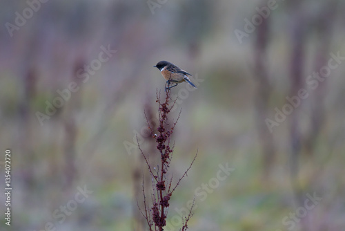 Male Stonechat ballanced on a Curly Dock plant photo