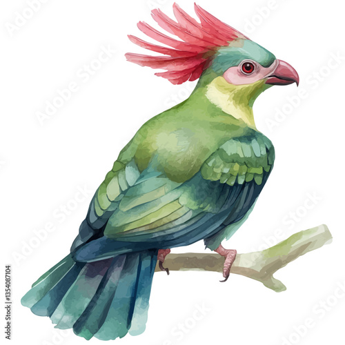 watercolor of Turaco, isolated on a white background.