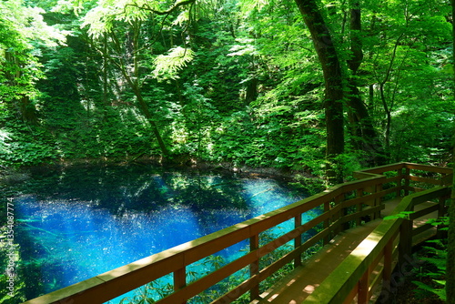 白神山地、十二湖の青池。深浦、青森、日本。6月上旬。