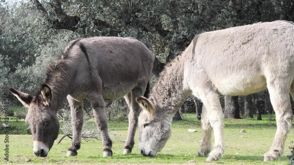 Two donkeys grazing in a green pasture Two donkeys grazing in a green pasture