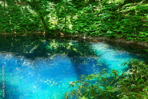 白神山地、十二湖の青池。深浦、青森、日本。6月上旬。