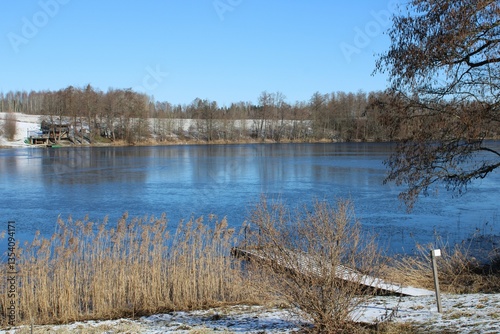 reeds on the shore of a lake on a clear winter day
