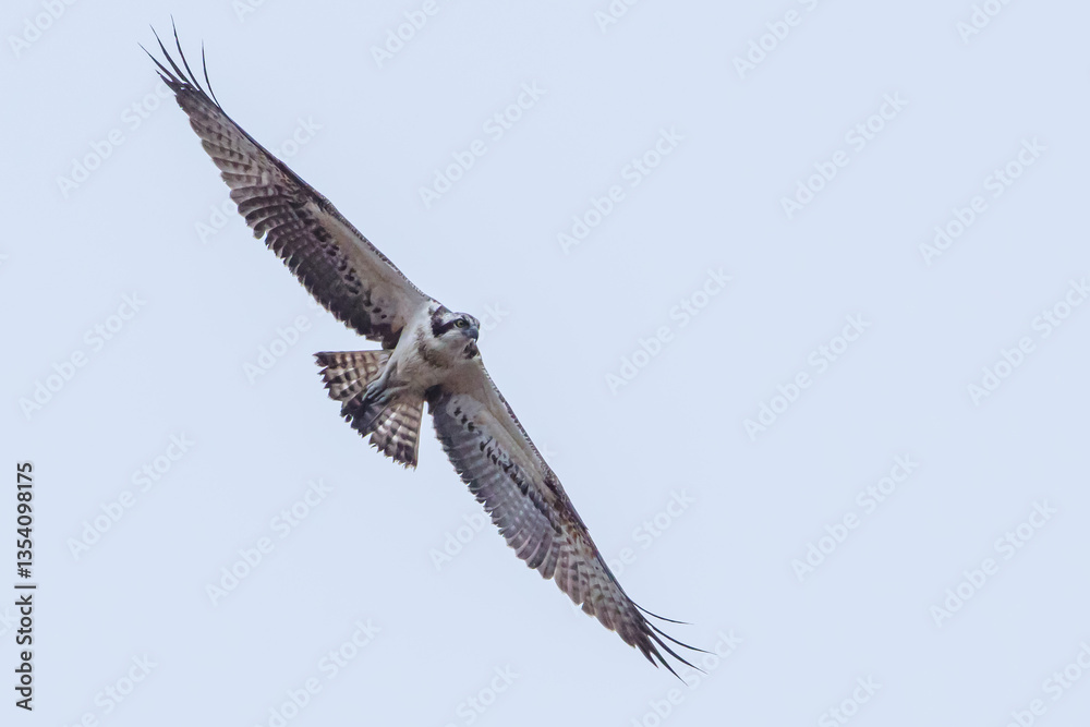 Fototapeta premium Huge Wingspan of Raptor in Flight: Osprey Close-up