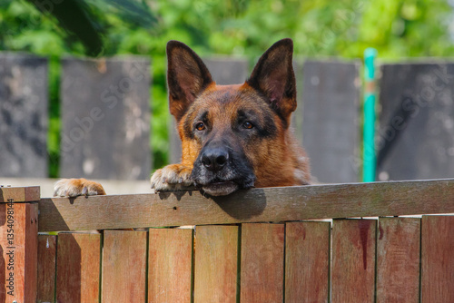 Curious German Shepherd Dog Peeking Over Fence