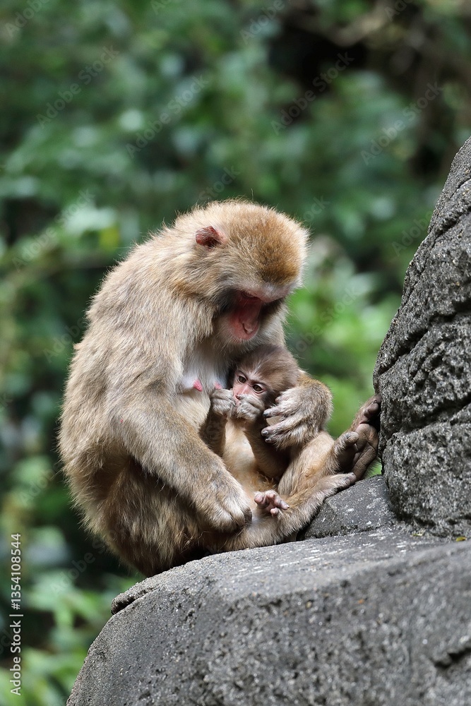 Naklejka premium 座って子供を抱くニホンザルの母親