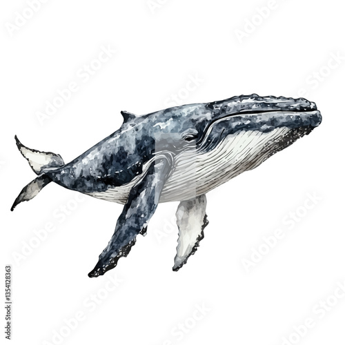 Whale, watercolor vector, isolated on a white background.