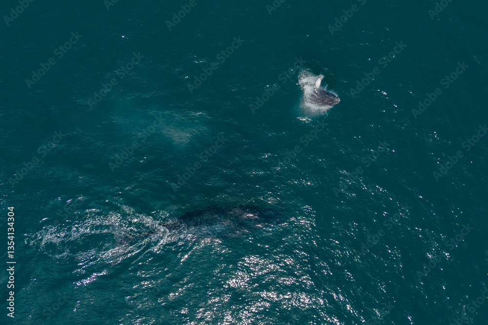 Naklejka premium humpback whale mother and calf breaching mexico aerial view with drone
