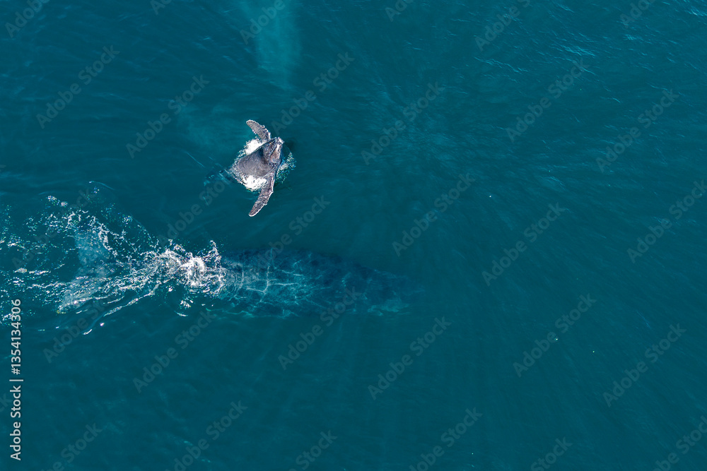 Φωτογραφία humpback whale mother and calf breaching mexico aerial view with drone