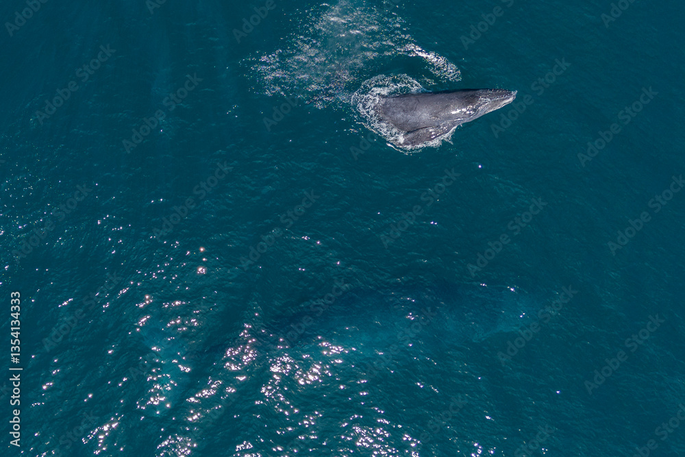 Naklejka premium humpback whale mother and calf breaching mexico aerial view with drone