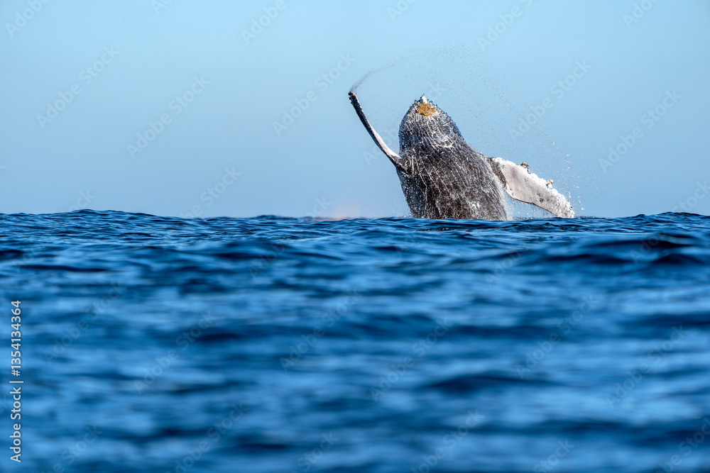 Εκτύπωση καμβά humpback whale breaching in pacific ocean off the coast of todos santos baja cal