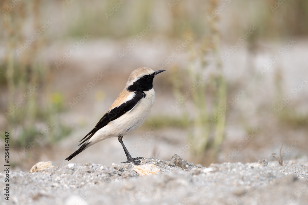 Obraz premium The Desert Wheatear (Oenanthe deserti) is a small, migratory songbird found in arid regions. Males have sandy plumage with a black mask. It feeds on insects and seeds.