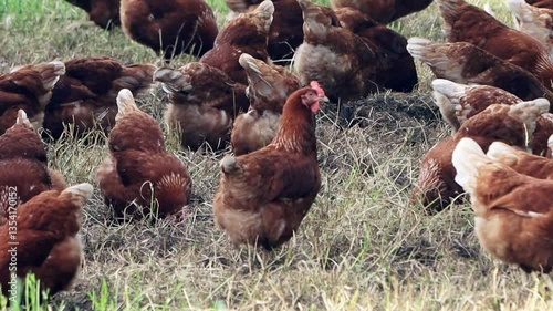 free range organic Farming with brown Chicken
