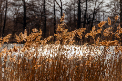 Fototapeta Naklejka Na Ścianę i Meble -  Brzeg jeziora jesienią