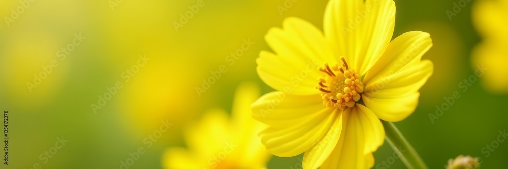 Close up of beautiful mimosa flowers with delicate petals in bright yellow, perfect for Easter card design, detail, bloom