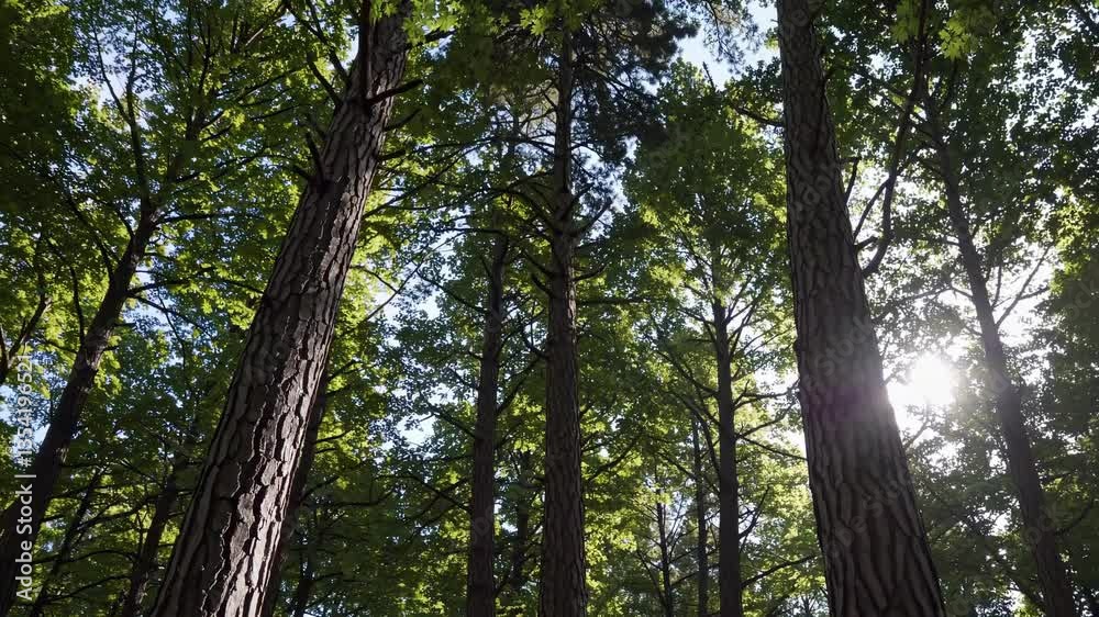 Upward angle video of tall trees with sunlight filtering through leaves, capturing the serene beauty and vastness of a lush forest canopy. Upward angle video of tall trees with sunlight filtering through leaves, capturing the serene beauty and vastness of a lush forest canopy.