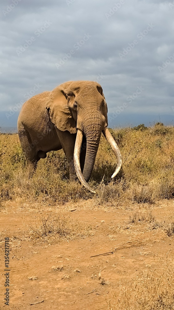 Fototapeta premium Majestic elephant with large tusks walking in the african savanna in Kenya