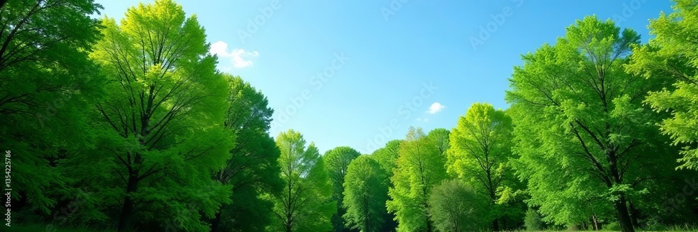 Lush green forest of tall trees against clear blue sky, peaceful nature scene, forest, environment, landscape Lush green forest of tall trees against clear blue sky, peaceful nature scene, forest, environment, landscape
