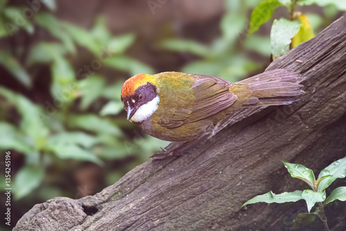 The chestnut-capped brushfinc, Arremon brunneinucha is a passerine bird photo