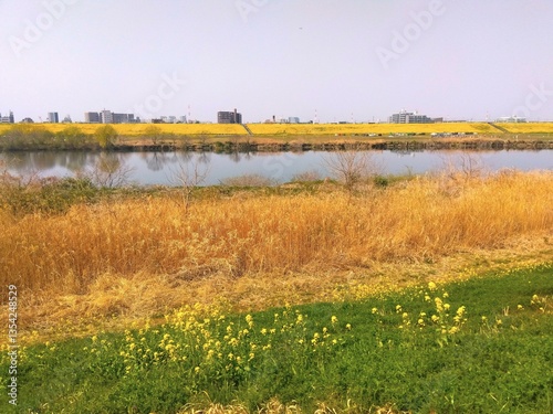 菜の花咲く土手から見る春の江戸川風景