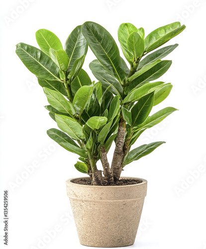 Wallpaper Mural lush green Zamioculcas zamiifolia in beige pot isolated on white Torontodigital.ca