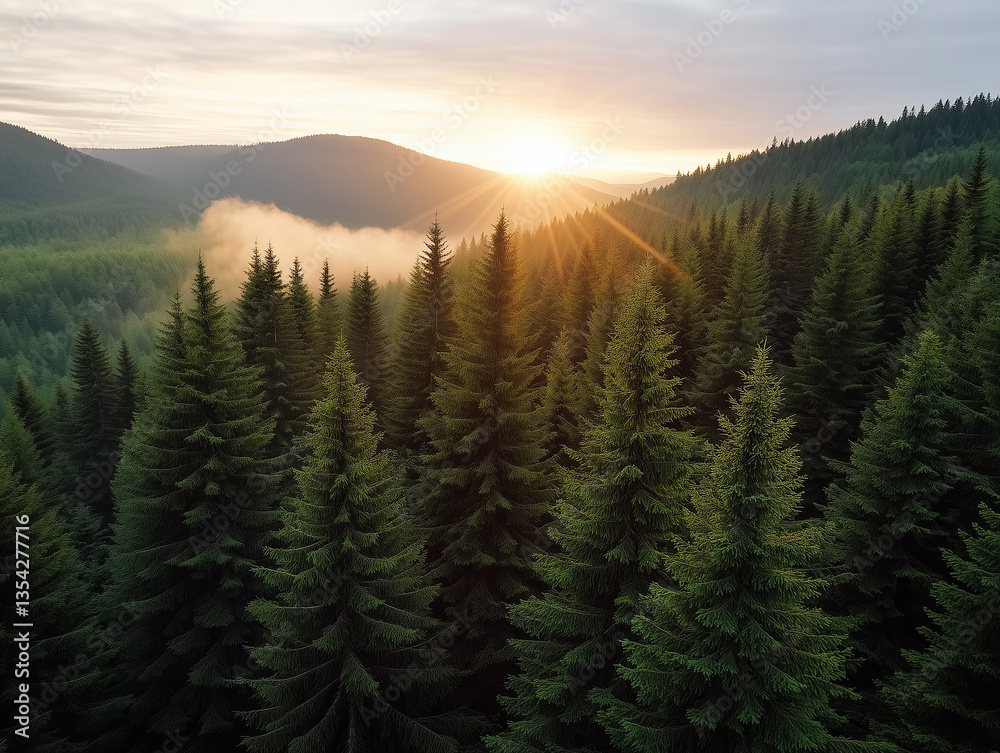 Fototapeta premium Sunrise gracefully illuminates misty forest landscape in early morning tranquility