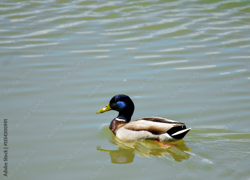 Obraz premium duck on the water