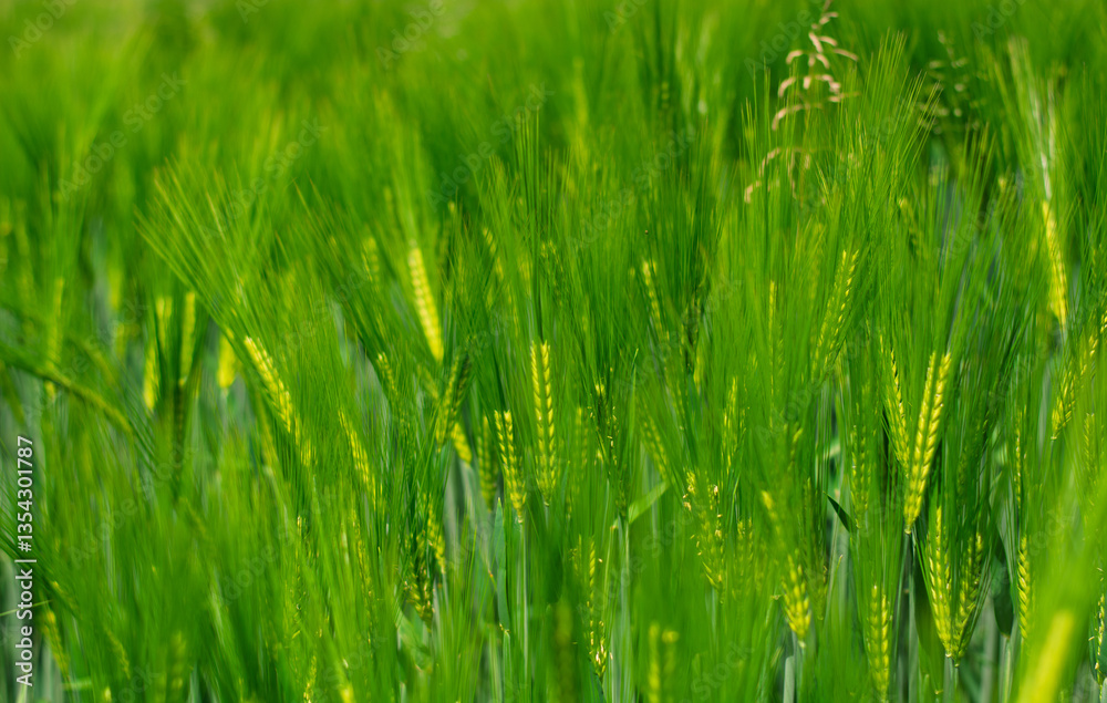 Obraz premium il frumento a primavera mosso dal vento