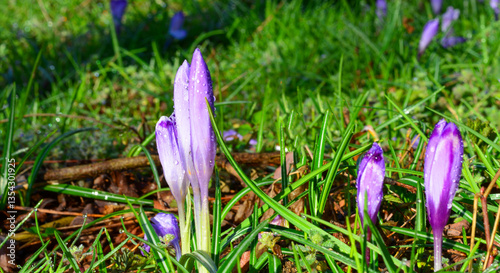 nature awakens in spring flowers sprout in the meadow