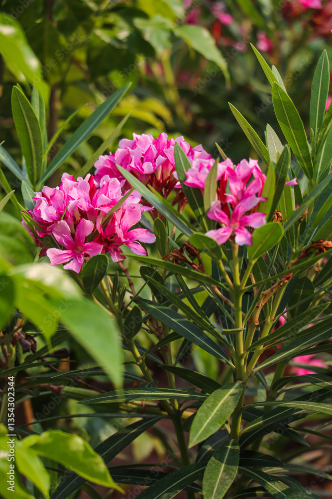 Obraz premium Pink Oleander Flowers Blooming Amidst Green Leafy Shrubs