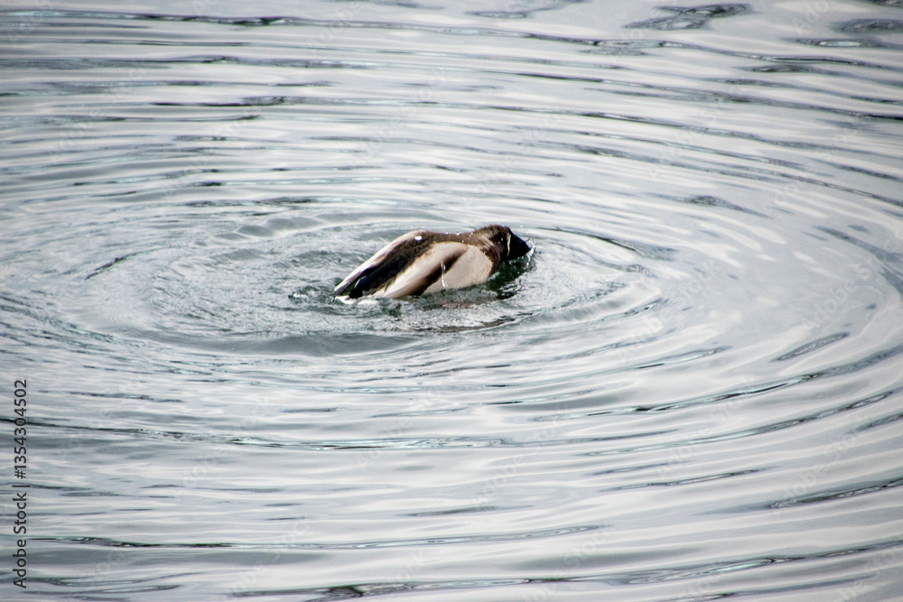 Obraz premium woman in the water