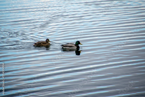 ducks in the water