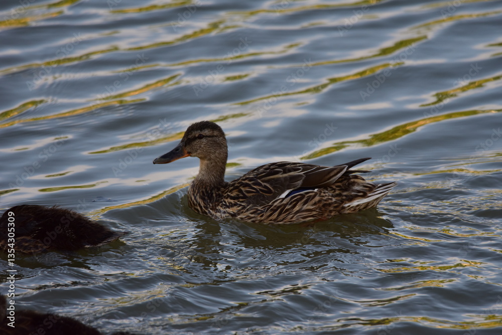 duck and ducklings duck and ducklings