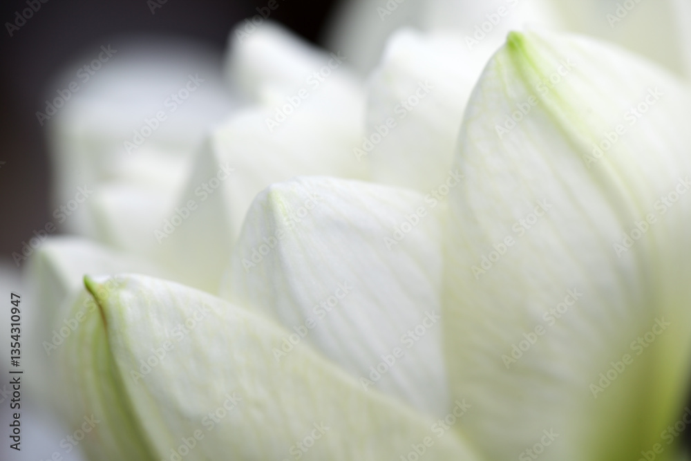 Obraz premium Close-up of Delicate White Flower Petals with Soft Focus Background