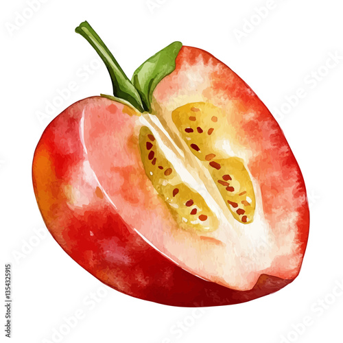 Acerola Slice, watercolor vector, isolated on a white background.