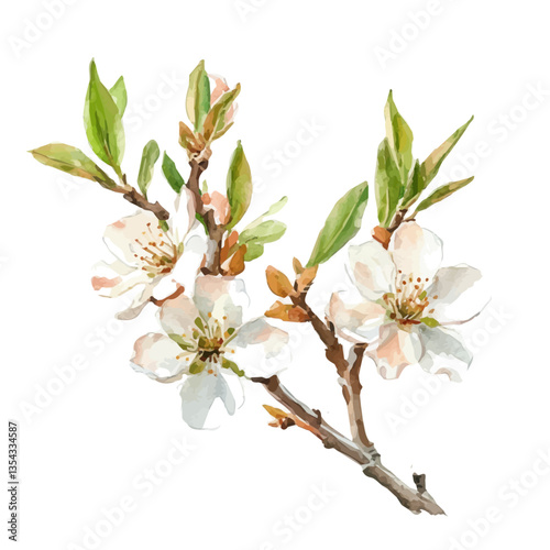 watercolor of Almond Blossom Branch, vector high quality, isolated on a white background.