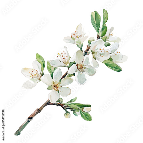 watercolor of Almond Blossom Branch, vector high quality, isolated on a white background.