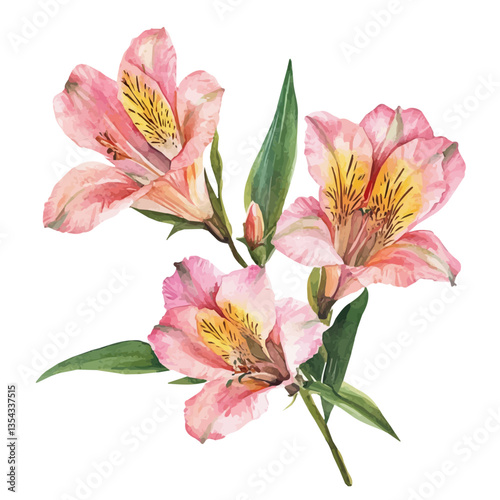 Alstroemeria Branch, watercolor painting vector, high quality, isolated on a white background.